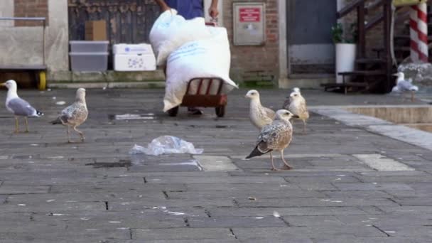 Slow Motion Seagulls Standing Fish Market Venice Italy Man Worked — Stock Video