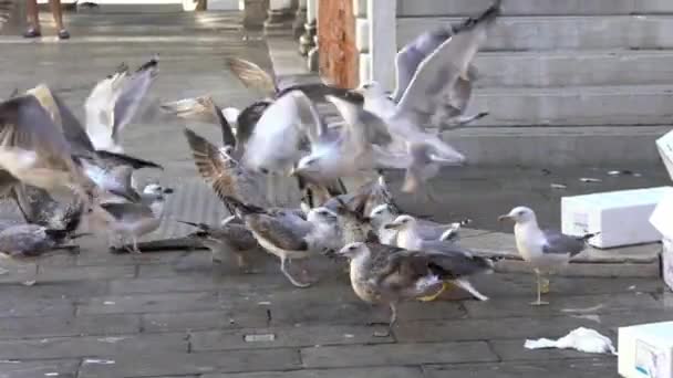 在意大利威尼斯的鱼类市场附近 凶猛的海鸥群的缓慢运动正在袭击食物和逃跑的街道 大群海鸥在运河边吃鱼 一起飞 — 图库视频影像