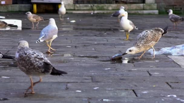 Slow Motion Seagull Eating Fish Market Canals Venice Big Seagull — Stock Video