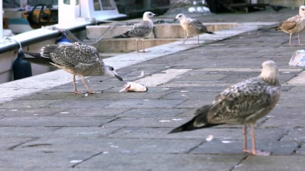 Slow Motion Seagull Eating Fish Market Canals Venice Big Seagull — Stock Video