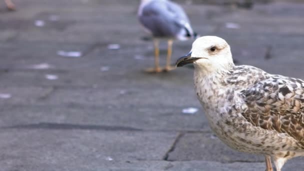 Slow Motion Seagull Sitting Embankment Venice Italy Big Seagull Bird — Stock Video