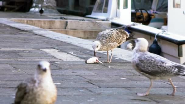 Slow Motion Seagull Eating Fish Market Canals Venice Big Seagull — Stock Video