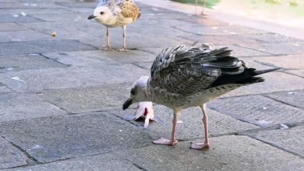 Slow Motion Seagull Eating Fish Market Canals Venice Big Seagull — Stock Video