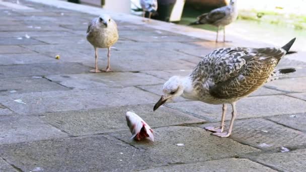 Slow Motion Seagull Eating Fish Market Canals Venice Big Seagull — Stock Video