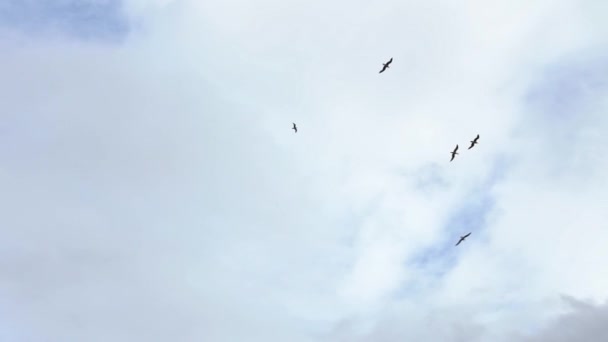 地中海を飛行するグループ共通のカモメのスローモーションを参照してください カモメは海の上を飛ぶ 海岸にはカモメが群がっている 無限の広がりの空気の上の鳥 フリーフライト — ストック動画