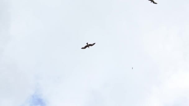 常见海鸥群在地中海上飞行的缓慢运动 海鸥在海面上飞翔 海滨的海鸥群 鸟儿在广袤的空气中飞翔 免费坐飞机 — 图库视频影像