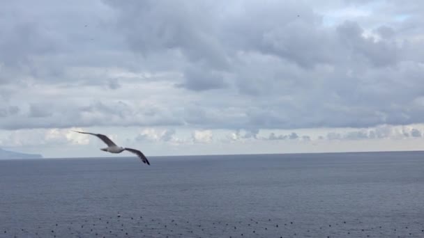 Ağır Çekim Akdeniz Uçan Sıradan Martıların Siluet Görüntüsü Martı Okyanusun — Stok video