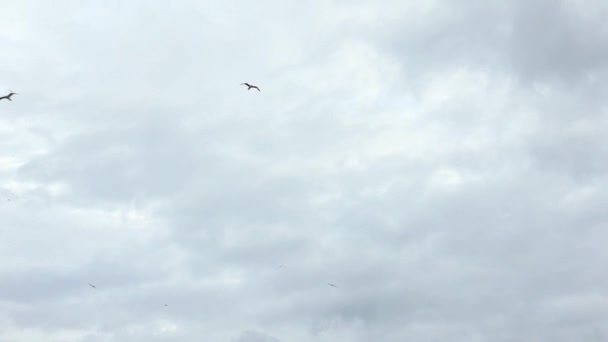 地中海を飛行するグループ共通のカモメのスローモーションを参照してください カモメは海の上を飛ぶ 海岸にはカモメが群がっている 無限の広がりの空気の上の鳥 フリーフライト — ストック動画