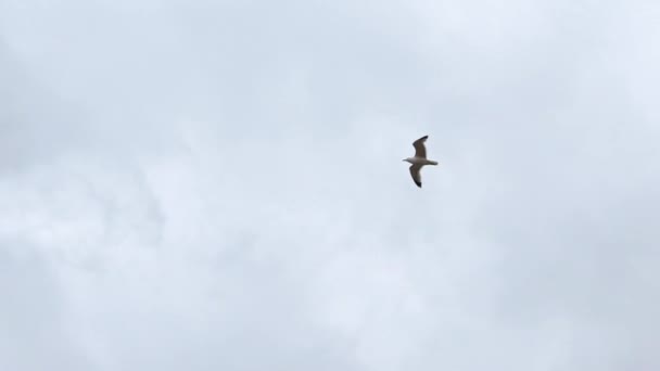 常见海鸥群在地中海上飞行的缓慢运动 海鸥在海面上飞翔 海滨的海鸥群 鸟儿在广袤的空气中飞翔 免费坐飞机 — 图库视频影像