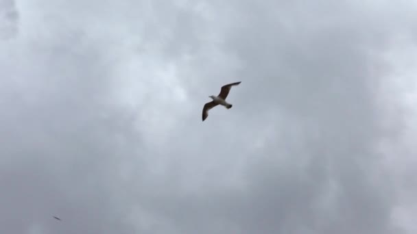 慢动作俯瞰普通海鸥在地中海上飞行的轮廓 海鸥在海面上飞翔 海滨的海鸥 鸟儿飞过广袤无边的空气 免费飞行 Dan — 图库视频影像