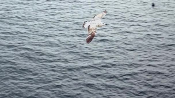 慢动作俯瞰普通海鸥在地中海上飞行的景象 海鸥从空中俯瞰大海 海滨的海鸥 俯瞰着无边无际的空气的鸟儿 免费飞行 Dan — 图库视频影像