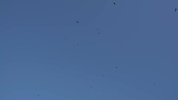 4K, Black grange avale des oiseaux volant en Italie. Silhouette d'hirondelle en vol contre un ciel bleu. Silhouettes de nombreuses martinets sur fond bleu Dan 