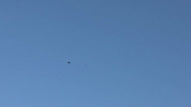 Yavaş hareket eden siyah ahır, İtalya 'da uçan kuşları yutuyor. Mavi gökyüzüne karşı uçarken kırlangıcın silueti. Mavi arka planda birçok Martinlerin siluetleri - Dan