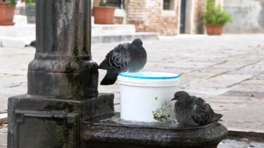 İki güvercin İtalya 'daki fıskiyenin fıskiyesinde yıkanır. Kare Venedik 'in bir çeşmesinde yüzüyorlar kanatlarını açıyorlar ve su sıçratarak su püskürtüyorlar Dan.