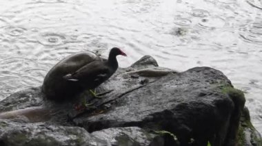 4k Orman tavuğu, Taipei şehrinin parkındaki bir gölde, kötü hava koşullarının olduğu yağmurlu bir günde kayanın üzerinde balık avlıyor ve balık yiyor.