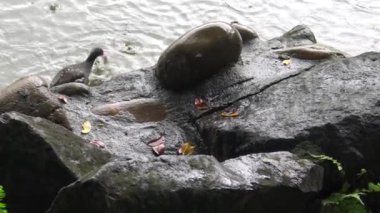 4k Orman tavuğu, Taipei şehrinin parkındaki bir gölde, kötü hava koşullarının olduğu yağmurlu bir günde kayanın üzerinde balık avlıyor ve balık yiyor.