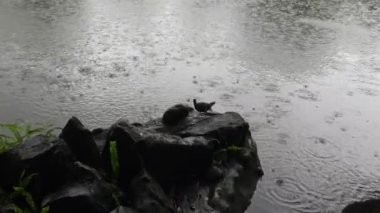 4k Orman tavuğu, Taipei şehrinin parkındaki bir gölde, kötü hava koşullarının olduğu yağmurlu bir günde kayanın üzerinde balık avlıyor ve balık yiyor.