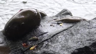 4k Orman tavuğu, Taipei şehrinin parkındaki bir gölde, kötü hava koşullarının olduğu yağmurlu bir günde kayanın üzerinde balık avlıyor ve balık yiyor.