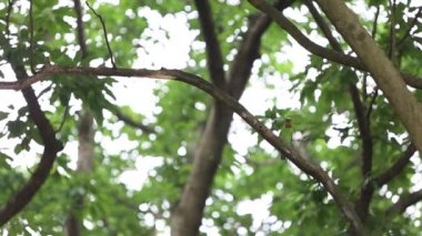 Taipei 'deki Tayvan Daan Ormanı Parkı' nın bahçesindeki ağaçtaki bir kuş (Megalaima nuchalis) Tayvan-Dan 'e özgü renkli bir kuştur.