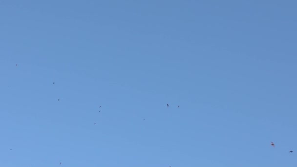 이탈리아에서 날으는 제비의 움직임 하늘을 배경으로 날아가는 제비의 실루엣 마틴의 — 비디오