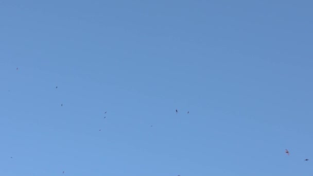 Mouvement lent des hirondelles noires qui volent en Italie. Silhouette d'hirondelle en vol contre un ciel bleu. Silhouettes de nombreuses martinets sur fond bleu Dan 