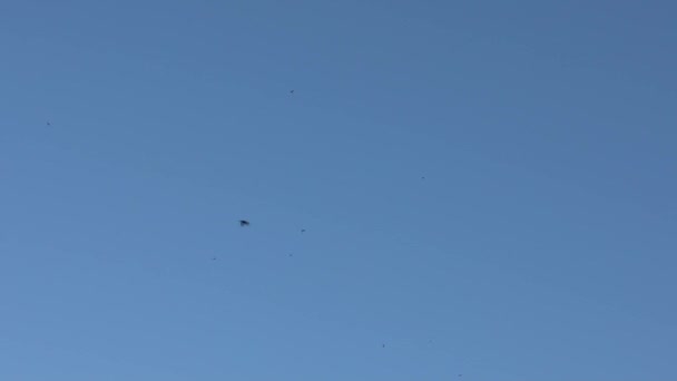 Mouvement lent des hirondelles noires qui volent en Italie. Silhouette d'hirondelle en vol contre un ciel bleu. Silhouettes de nombreuses martinets sur fond bleu Dan 