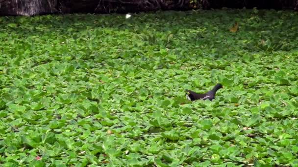 4Kは 一般的なムーア人の水の池で泳いでいる 成虫のガリヌラ クロロプス 台北市の大安森林公園の湖で泳ぐウォーターヘン — ストック動画