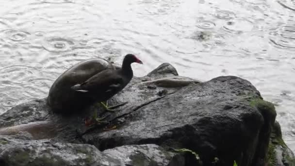 Moorhen Común Pesca Comer Pez Sobre Roca Lago Del Parque — Vídeos de Stock