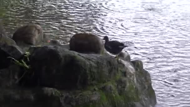 Common Moorhen Рибалять Їдять Рибу Через Камінь Озері Парку Місті — стокове відео