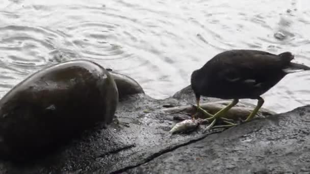 4K台北市の公園の湖で釣りや魚を食べることが一般的です 悪天候で雨の日 — ストック動画