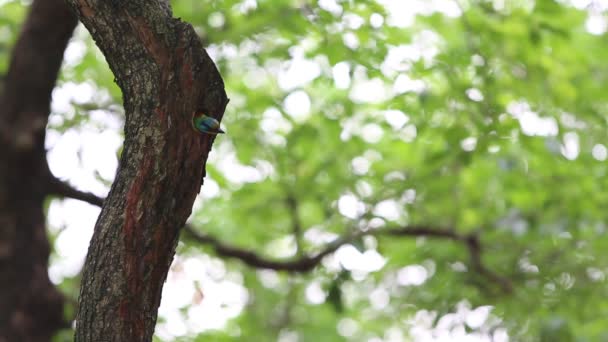 Fågel Taiwan Barbet Megalaima Nuchalis Hålet Trädet Vid Taiwan Daan — Stockvideo