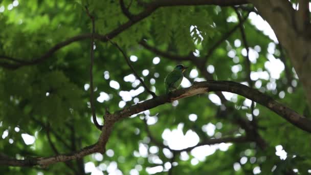 Madár Taiwan Barbet Megalaima Nuchalis Fán Kertben Tajvan Daan Forest — Stock videók