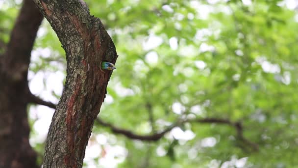 Two Bird Taiwan Barbet Megalaima Nuchalis Fly Hole Nest Tree — Stock Video