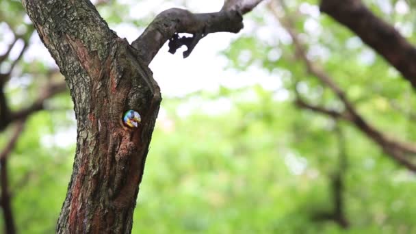 台北市の台湾大安森林公園の木の穴の巣にある鳥台湾バーベキュー Megalaima Nuchalis 台湾ダンに固有のカラフルな鳥です — ストック動画