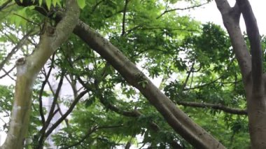 Taipei, Tayvan-18 Mayıs 2016: Asyalı Fotoğrafçı, DSLR kamerasıyla vahşi yaşamın fotoğraflarını çekiyor. Fotoğrafçı Tayvan-Dan Daan Orman Parkı 'nda doğayı fotoğraflıyor.