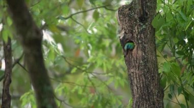 4K, Taiwan Barbet 'in bir kuşu, Taipei Ormanı' ndaki ağaçtaki yuvayı korumak için delikten bir Asyalı eşekarısına saldırdı. Muller 's Barbet renkli bir kuştur. Megalima nuchalis, Tayvan 'a özgü bir tür.