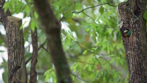 在台北大安森林公园的树上 一只在洞里筑巢的台湾烤鸟 Muller Barbet是一只五彩斑斓的小鸟金银花是一种特有的物种 — 图库视频影像