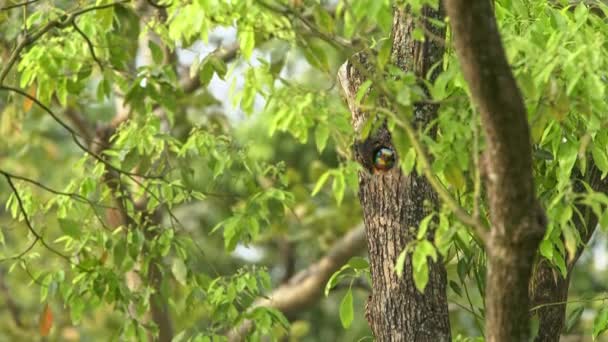 在台北大安森林公园的树上 一只在洞里筑巢的台湾烤鸟 Muller Barbet是一只五彩斑斓的小鸟金银花是一种特有的物种 — 图库视频影像