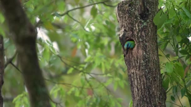 穴からアジア人の一人に鳥の台湾バーベキュー攻撃は 台北森林で木の上の巣を保護します ミューラーのバーベットはカラフルな鳥です Megalima Nuchalisは台湾固有の種です — ストック動画