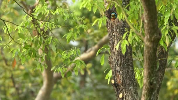 Fågel Taiwan Barbet Inne Hålet Trädet Vid Taipei Daan Forest — Stockvideo