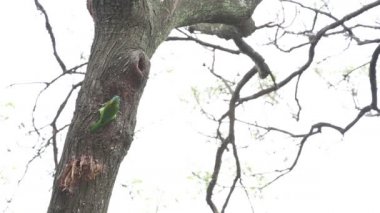 Tayvan Barbesi, Megalaima nuchalis, Muller 's Barbet, Renkli bir kuş ağaçta yuva yapar.