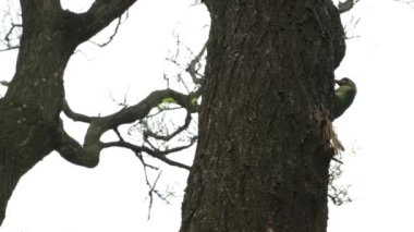 Tayvan Barbesi, Megalaima nuchalis, Muller 's Barbet, Renkli bir kuş ağaçta yuva yapar.