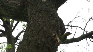 Tayvan Barbesi, Megalaima nuchalis, Muller 's Barbet, Renkli bir kuş ağaçta yuva yapar.
