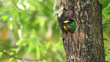 Taipei Daan Orman Parkı 'ndaki ağaçtaki deliğin içindeki Tayvan Barbet kuşunun Yavaş Hareketi. Muller 's Barbet renkli bir kuştur. Megalima nuchalis, Tayvan 'a özgü bir tür.