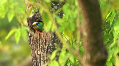 Tayvan Barbet Kuşunun Yavaş Hareketi, Taipei Daan Orman Parkı 'ndaki ağaçtaki yuvadan uçar. Muller 's Barbet renkli bir kuştur. Megalima nuchalis, Tayvan 'a özgü bir tür.