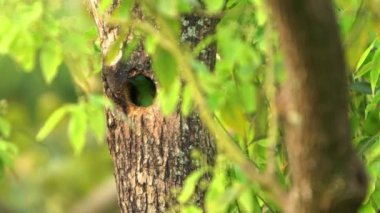 Taiwan Barbet kuşunun Yavaş Hareketi Taipei Daan Orman Parkı 'ndaki ağaçtaki yuvaya doğru uçuyor. Muller 's Barbet renkli bir kuştur. Megalima nuchalis, Tayvan 'a özgü bir tür.