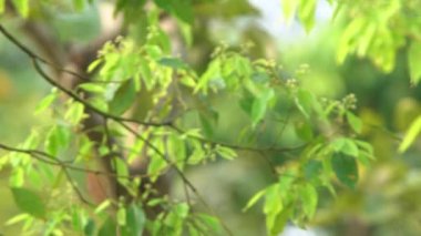 Taipei Daan Orman Parkı 'ndaki ağaçtaki deliğin içindeki Tayvan Barbet kuşunun Yavaş Hareketi. Muller 's Barbet renkli bir kuştur. Megalima nuchalis, Tayvan 'a özgü bir tür.