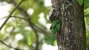 Taiwan Barbet kuşunun Yavaş Hareketi Taipei Daan Orman Parkı 'ndaki ağaçtaki yuvaya doğru uçuyor. Muller 's Barbet renkli bir kuştur. Megalima nuchalis, Tayvan 'a özgü bir tür.