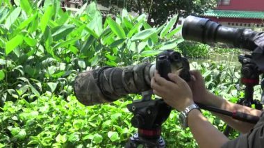 Taipei, Tayvan-28 Mayıs 2015: 4k Asyalı Fotoğrafçı, DSLR kamerasıyla vahşi yaşamın fotoğraflarını çekiyor. Tayvan-Dan Parkı 'nda doğayı fotoğraflayan fotoğrafçı.