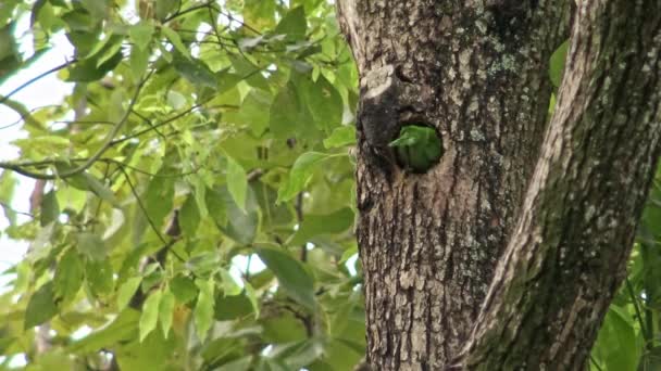 台北大安森林公園の木の穴の巣に鳥台湾バーベキュー飛行します ミューラーのバーベットはカラフルな鳥です Megalima Nuchalisは台湾固有の種です — ストック動画